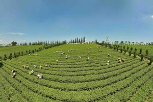 林同省致力促进茶业可持续发展【组图】