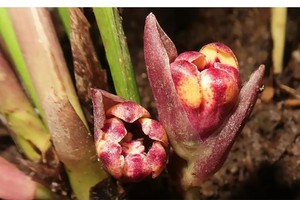 新发现的一种植物。（图片来源：越通社）