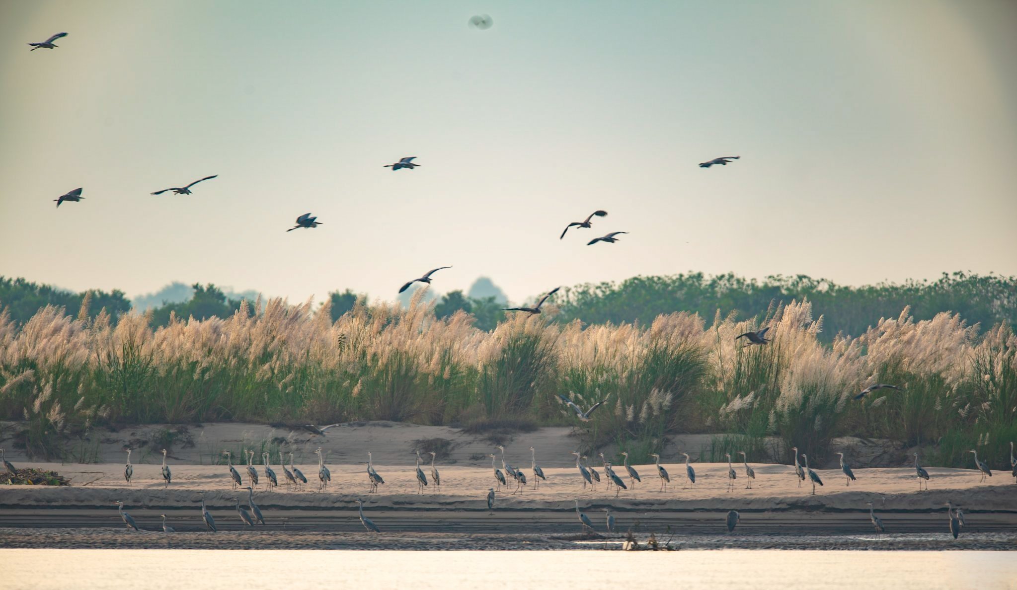 红河中滩——河内独特的鸟类生态园【组图】