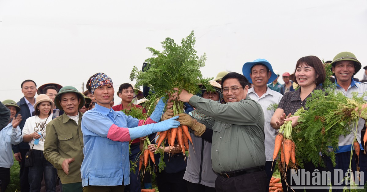范明正总理同海阳省农民一起收获葫芦卜。