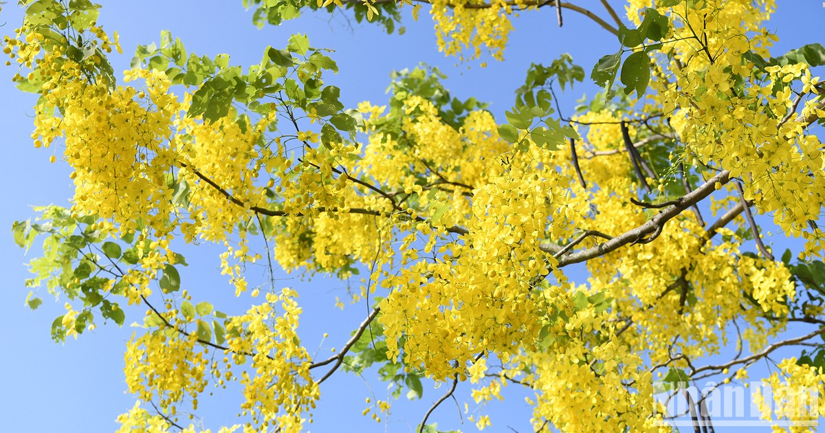 河内西湖金链花迎风绽放 璀璨夺目【组图】