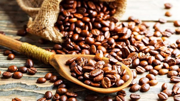 2023年越南咖啡出口额有望突破40亿美元大关 ảnh 1