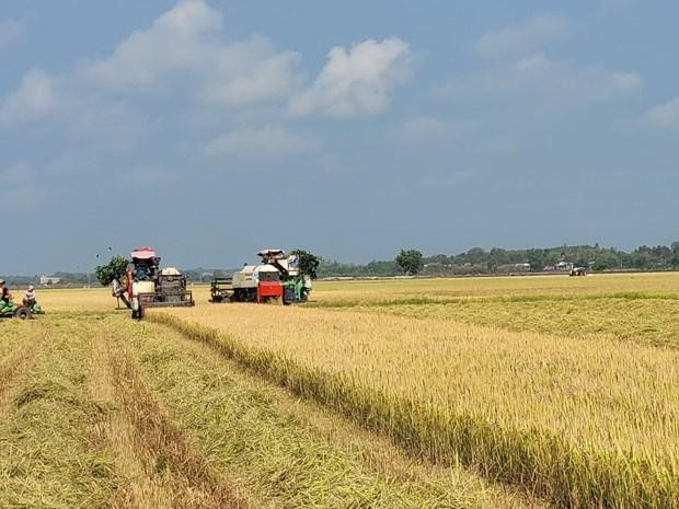 巴地头顿省川木县福顺乡的水稻收割。