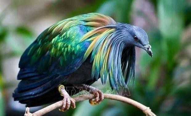 尼柯巴鸠，体长34-40厘米。头部和颈部的长羽为黑灰色，带有紫色金属光泽。（图片来源：越通社）