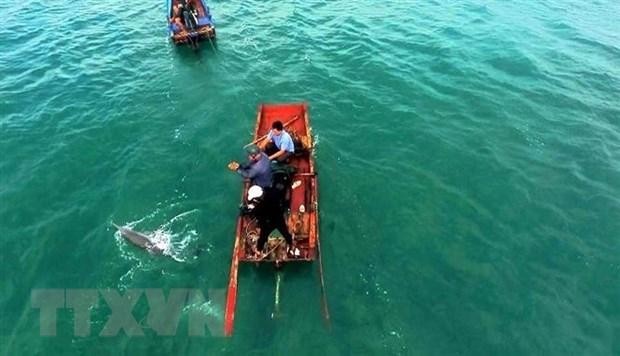成功营救姑苏海域搁浅海豚。（图片来源：越通社）