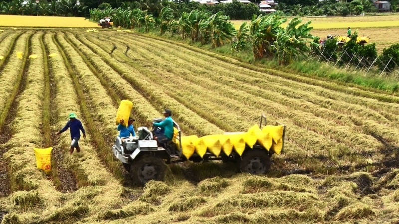 附图：在安江收割水稻。