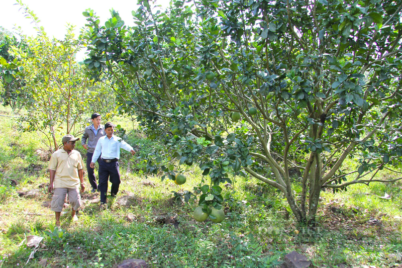 宁顺省博爱县的福平柚子园。（图片来源：民越报）