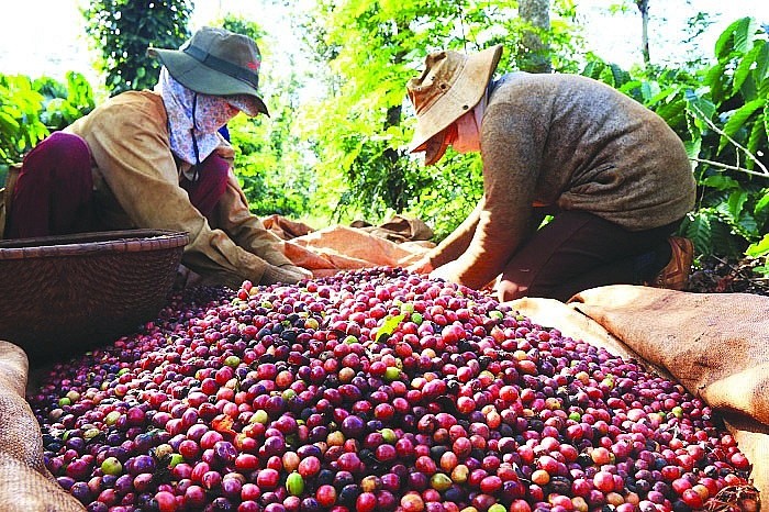 预计从现在到年底，在需求量增加但供应量没有改善的情况下，咖啡出口仍持续向好。