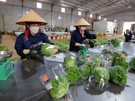 越南林同省大叻市绿色蔬菜销往新加坡和韩国。（图片来源：baolamdong.vn）