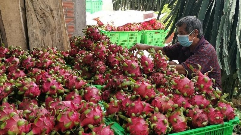 隆安省农民采收火龙果。