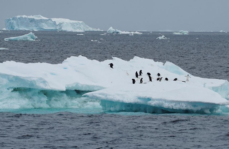南极洲的企鹅。（图片来源：越通社）