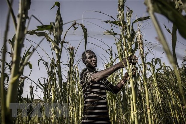 一名农民站在肯尼亚图尔卡纳干旱受损的玉米田旁。（图片来源：法新社/越通社）