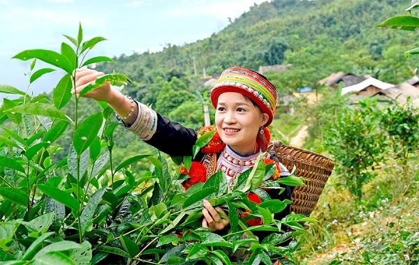 宣光省纳杭县山雪茶种植面积超过1300公顷。