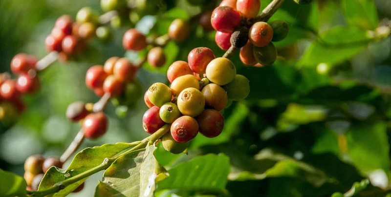 越南咖啡出口位居世界第二。