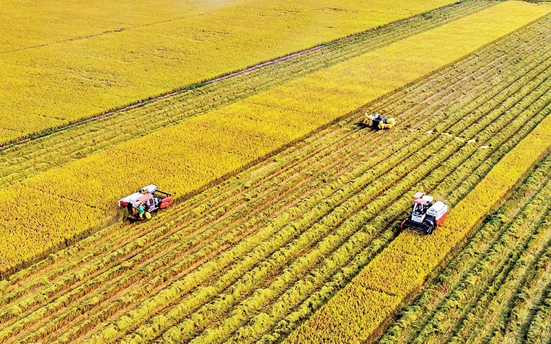 越南肯定其能够生产优质大米的地位。（黎黄泰 摄）