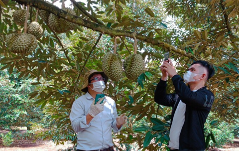 附图：越南得乐省各榴莲种植区获得中国海关总署的好评。