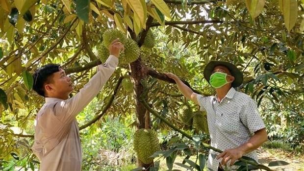 附图：越南以正贸渠道向中国出口榴莲对榴莲农果来说是一个好的消息。