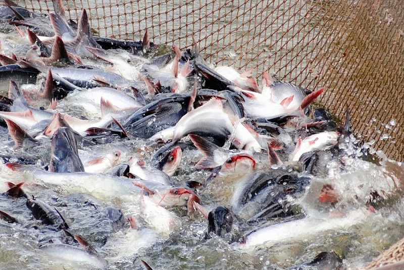 附图：查鱼养殖。