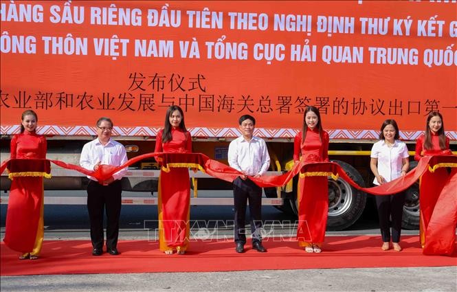 越南芹苴市首批超18吨Ri6榴莲通过正贸渠道出口中国。