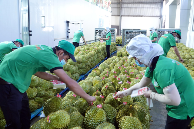 附图：越南榴莲和椰子出口额均将突破10亿美元大关。