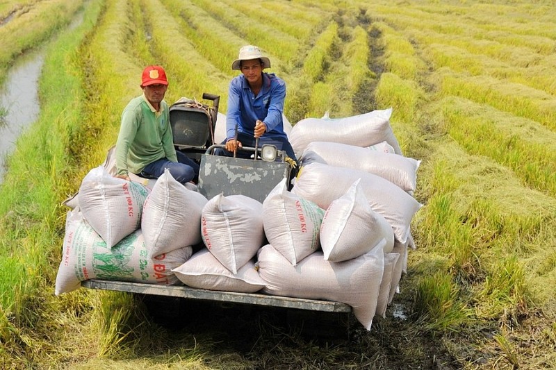 附图：越南稻谷大米价格继续呈现增长势头。越南