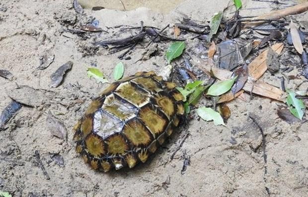 庆和省婆礁自然保护区发现凹甲陆龟。（图片来源：越通社）