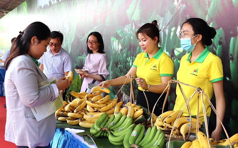 同奈省新鲜香蕉出口中国市场的机会广阔。