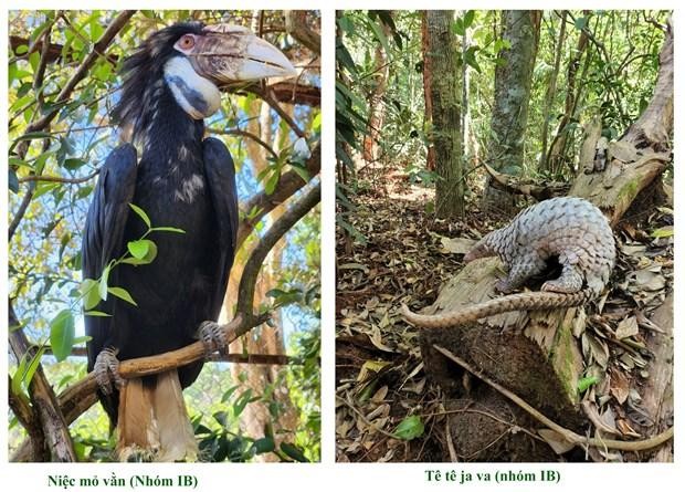 被放归天然林的皱盔犀鸟（左）和马来亚穿山甲（右）。（图片来源：布亚摩国家公园）