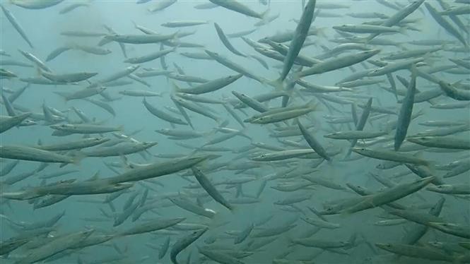  人工鱼礁给海洋生物建设生存繁衍的居所，免遭破坏性渔具损害，从而促进渔业资源恢复。