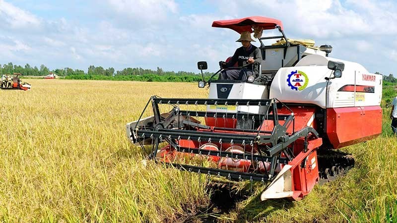 越南多个地方开展优质大米生产，以增加大米出口价值。