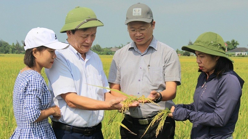 检查河静省有机稻米生产的生长和发育情况。 （阮友玉 摄）