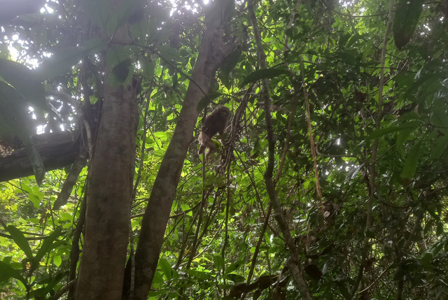 平福省将一红脸猴放归大自然。