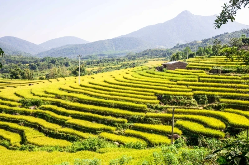 秋季也是平辽省稻米成熟的季节。（图片来源：广宁电子信息门户）