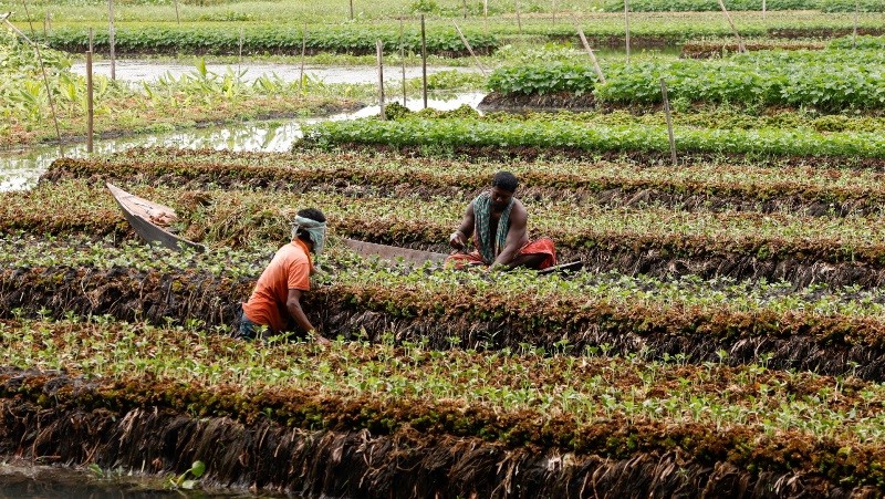 孟加拉国人在一个水上农场耕种。 （图片来源：路透社）