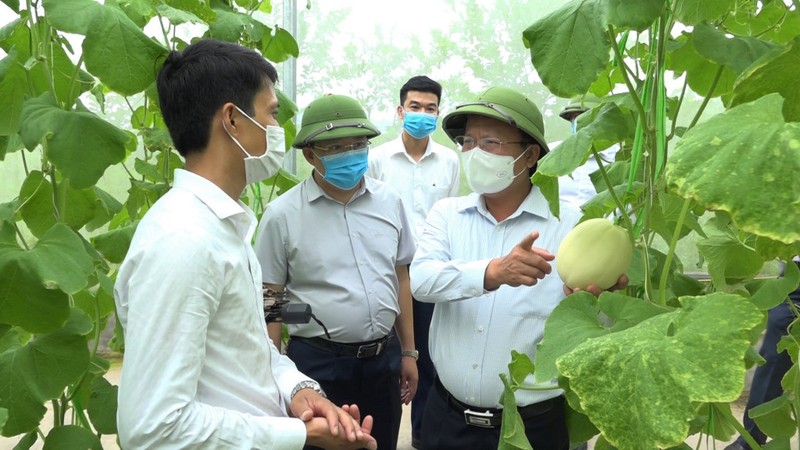广宁省积极进行农业产业创新 大力提高农产品经济价值。