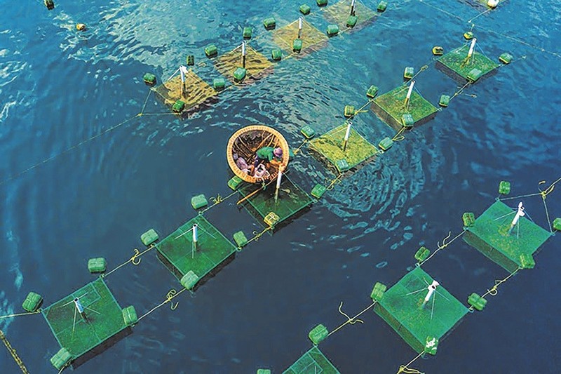 庆和是海水养殖发展潜力较大的省份。