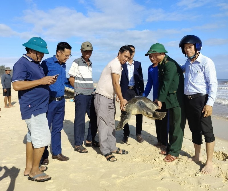 广治省昏果岛保护区管理委员会及时解救一只40公斤的珍稀海龟。