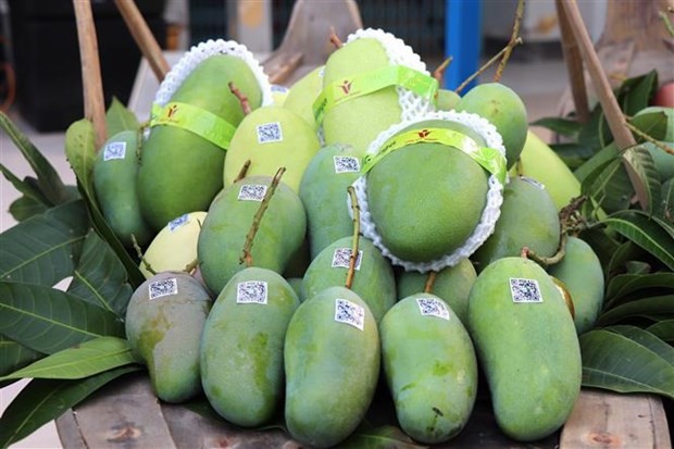 安江省向澳大利亚和美国出口首批绿皮大芒果。