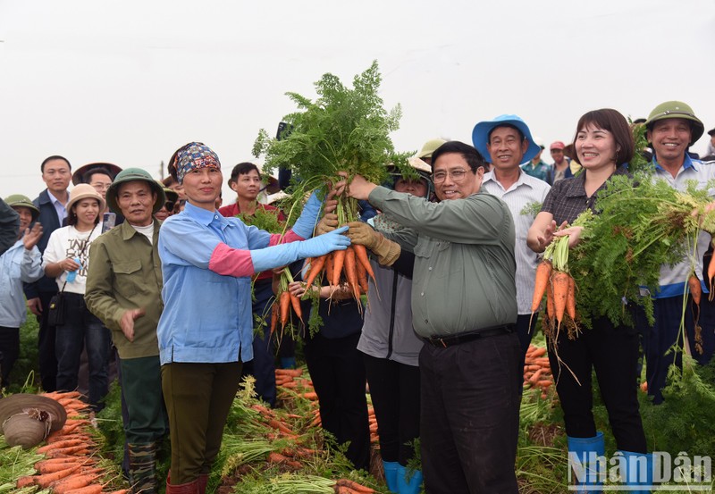 范明正总理同农民们一起收获胡萝卜。（陈海 摄）