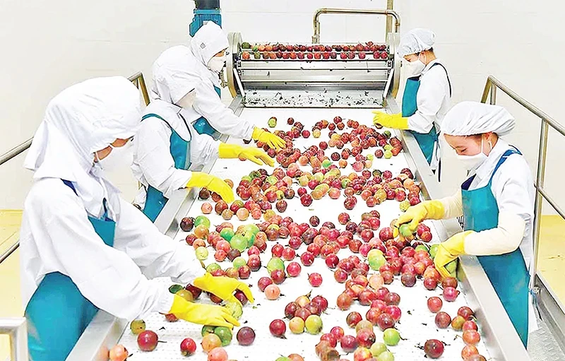 嘉莱省同交食品出口股份公司（DOVECO）的蔬果加工中心的加工活动。（图片来源：德瑞 摄）
