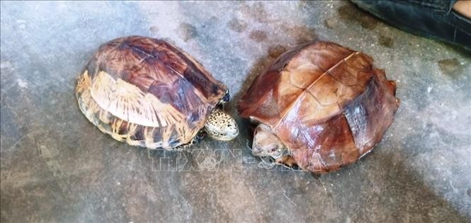 一只黄额闭壳龟和一只锯缘闭壳龟。（图片来源：越通社）