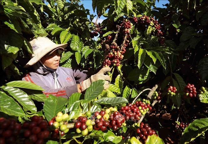 咖啡是越南出口额超10亿美元以上的7种产品之一。