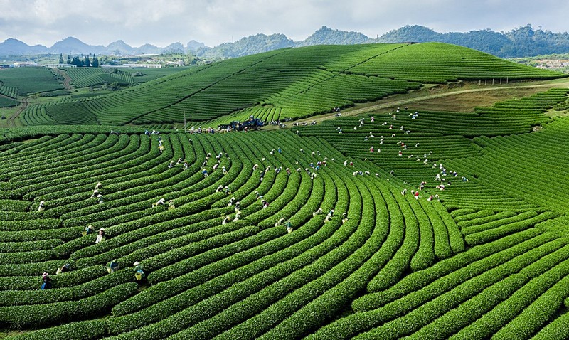 木州拥有许多广阔的茶坡。