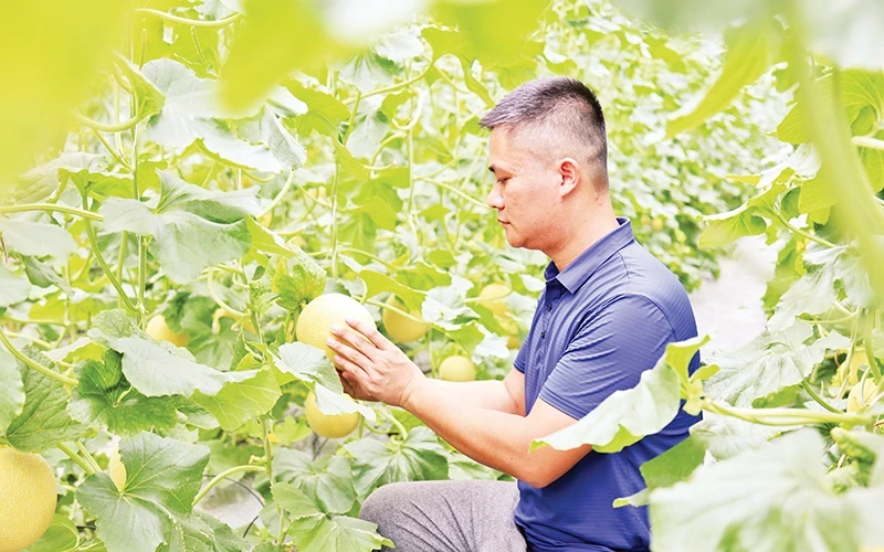 宣光省山阳县抗日乡的哈密瓜种植模式采用高科技，降低了生产成本。