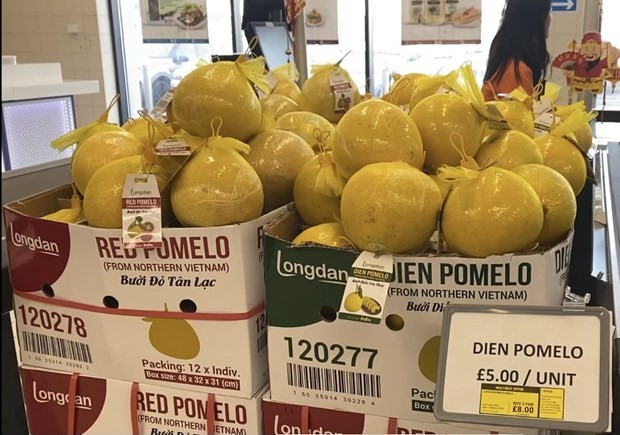 和平安水柚子9日在伦敦的伦丹集团连锁超市首次上市。（图片来源：越通社）