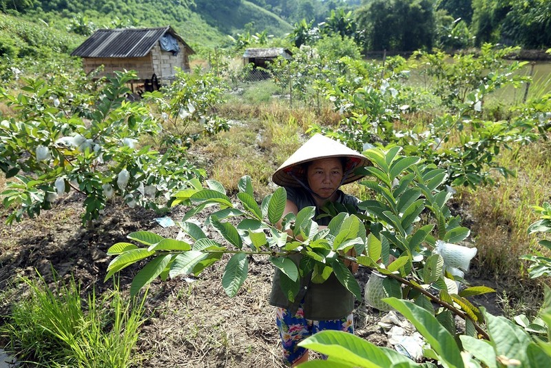 栘𣐿果树种植户均获得稳定的收入来源，并逐步摆脱了困境。（图片来源：越通社）