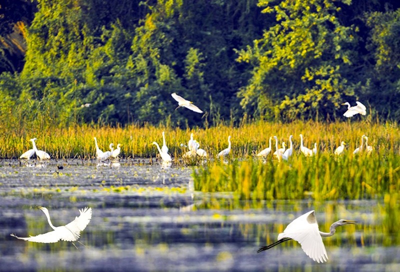 促进湿地天然'储碳库'的保护。