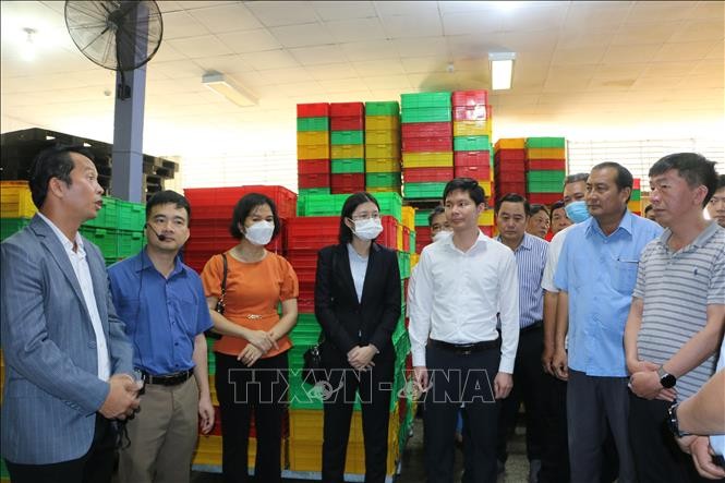 越南老街工贸厅与中国云南省红河州代表团视察隆安省部分企业的农产品加工包装流程。（图片来源：越通社）