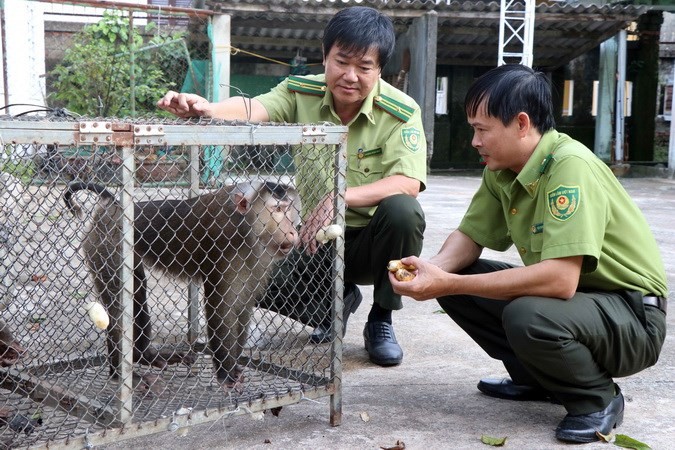 承天顺化省香茶镇森林保护部门接收濒临灭绝的稀有动物群。