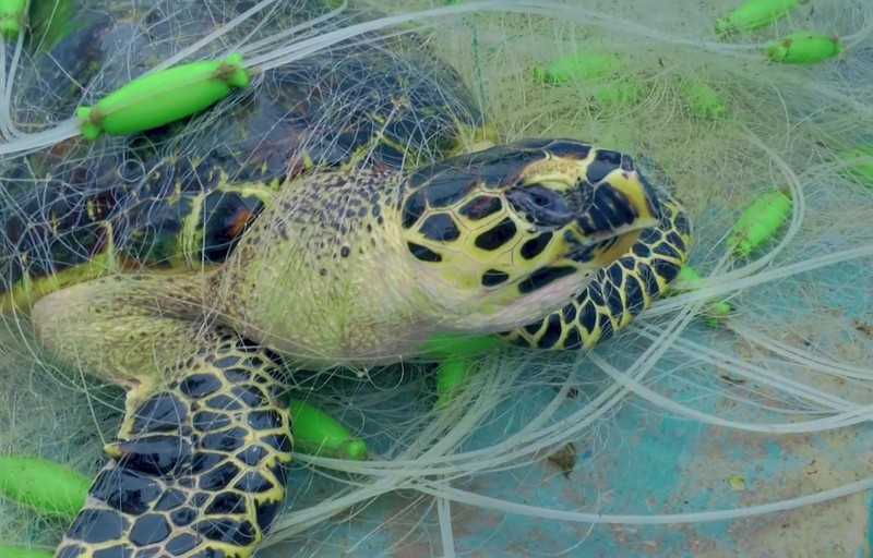 越南自然教育中心呼吁保护海龟。